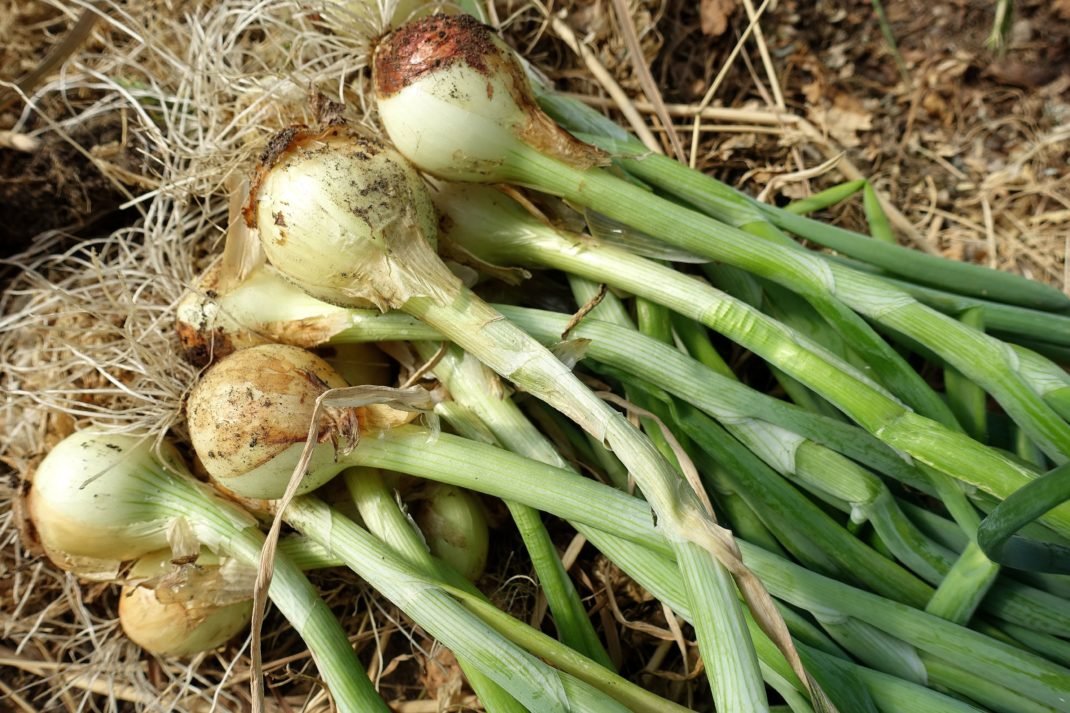 sarabackmo_onion_lok-1070x713.jpg