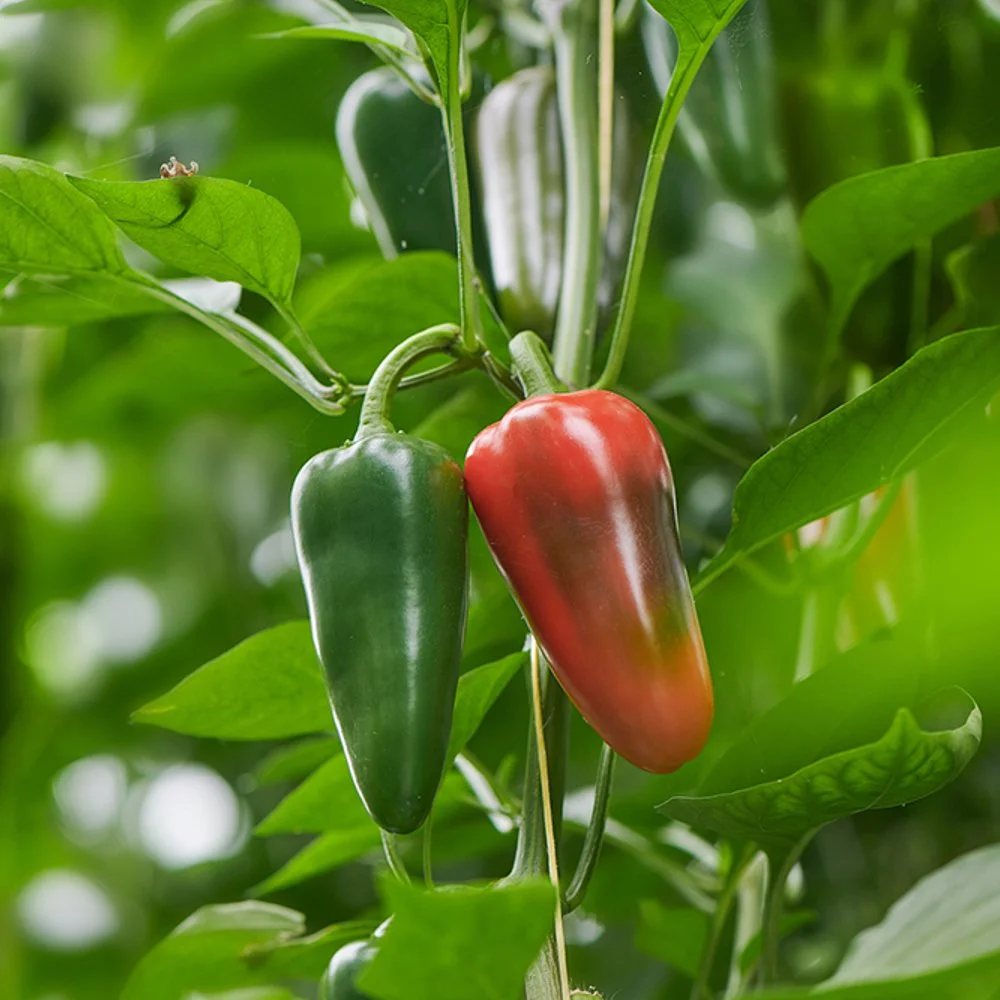 Jalapeno.jpg