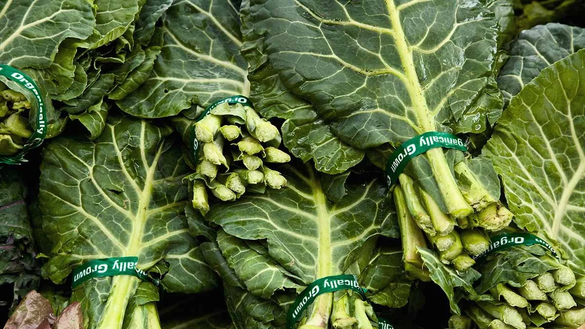 CR-Health-Inlinehero-collards-0223.jpeg