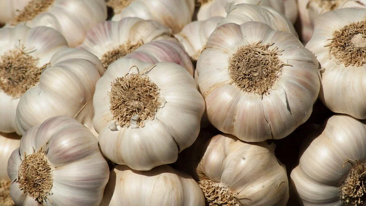 garlic-growing-guide_0.jpg