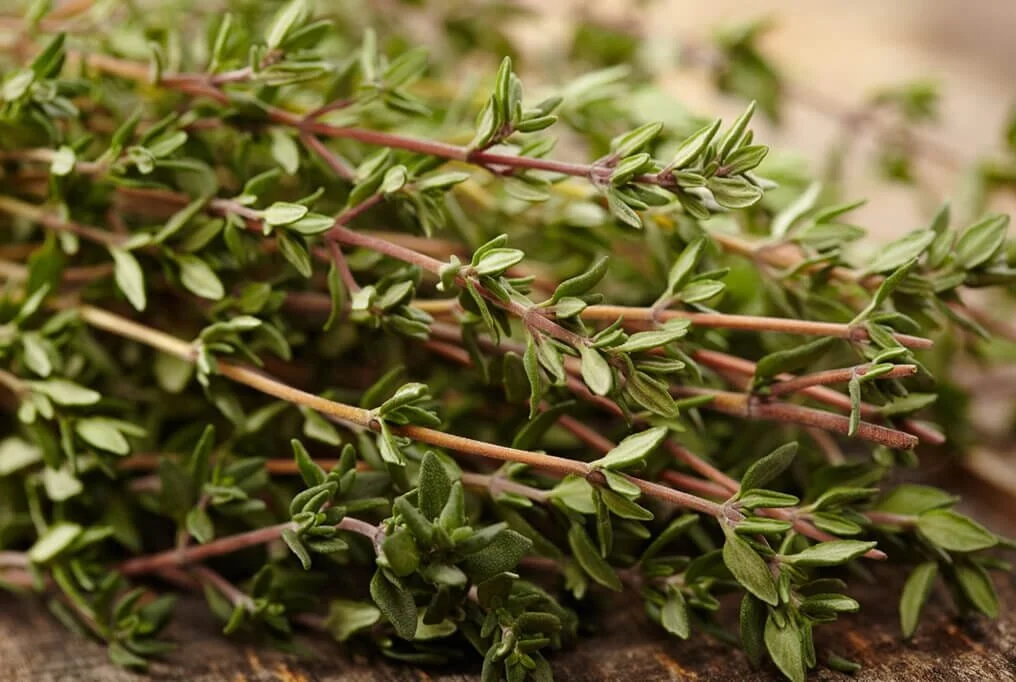 thyme-1.jpg