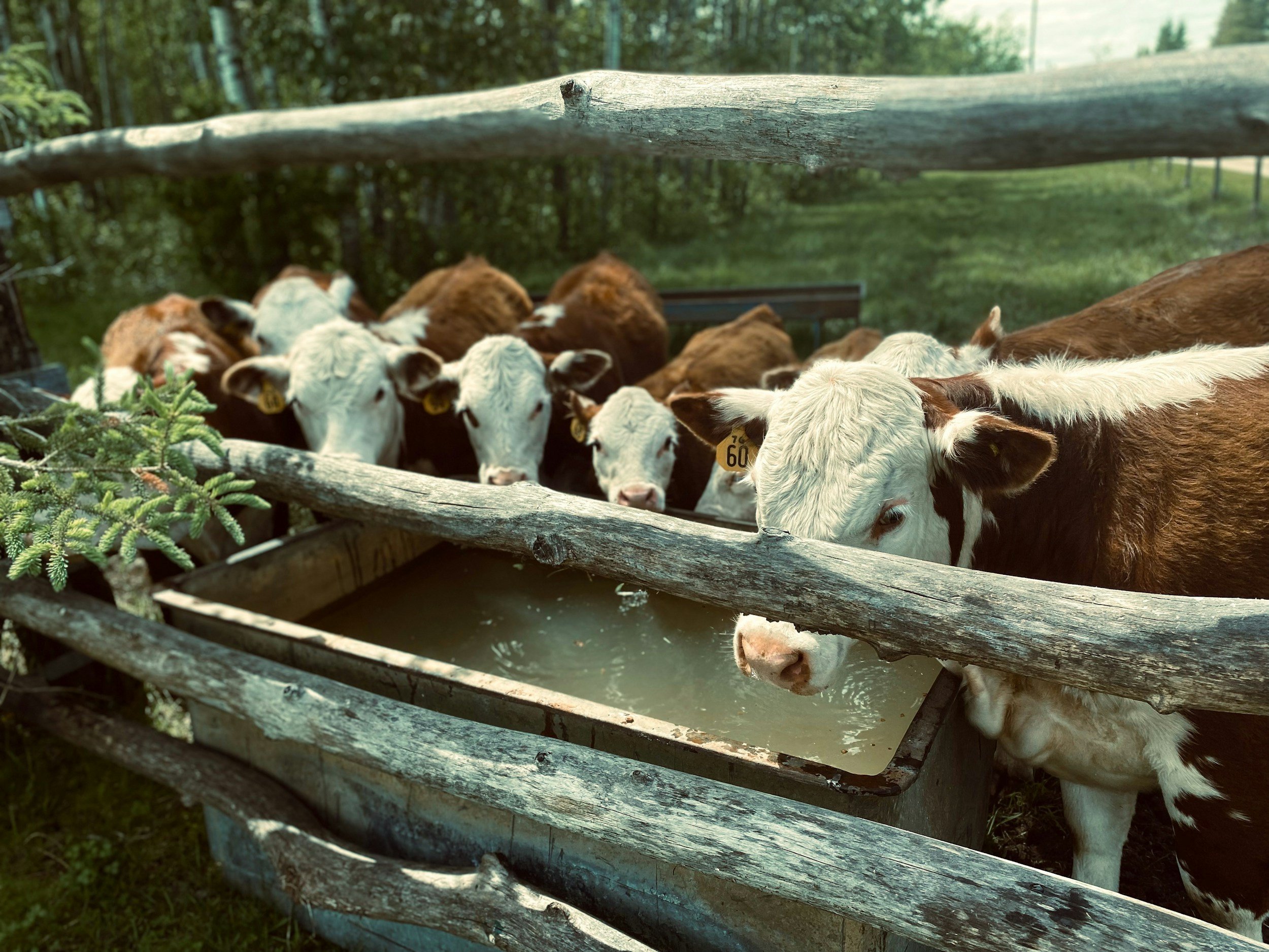 Moos Update Spring 2026