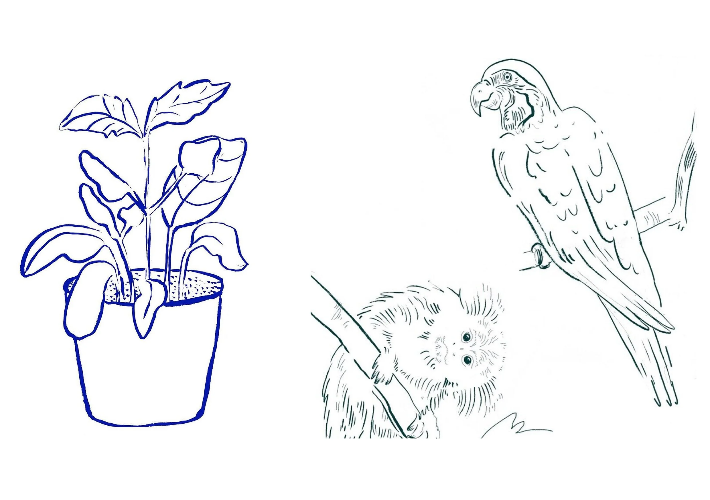 Illos_02.jpg