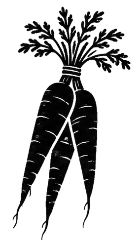Drawing of three carrots with leafy tops.