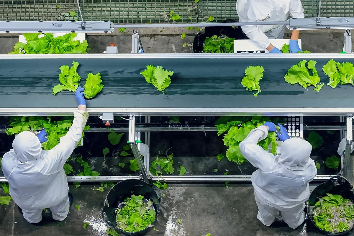 Workers in protective clothing sorting lettuce on a production line as part of a fresh produce product testing programme focused on safety, quality control, and process improvement.