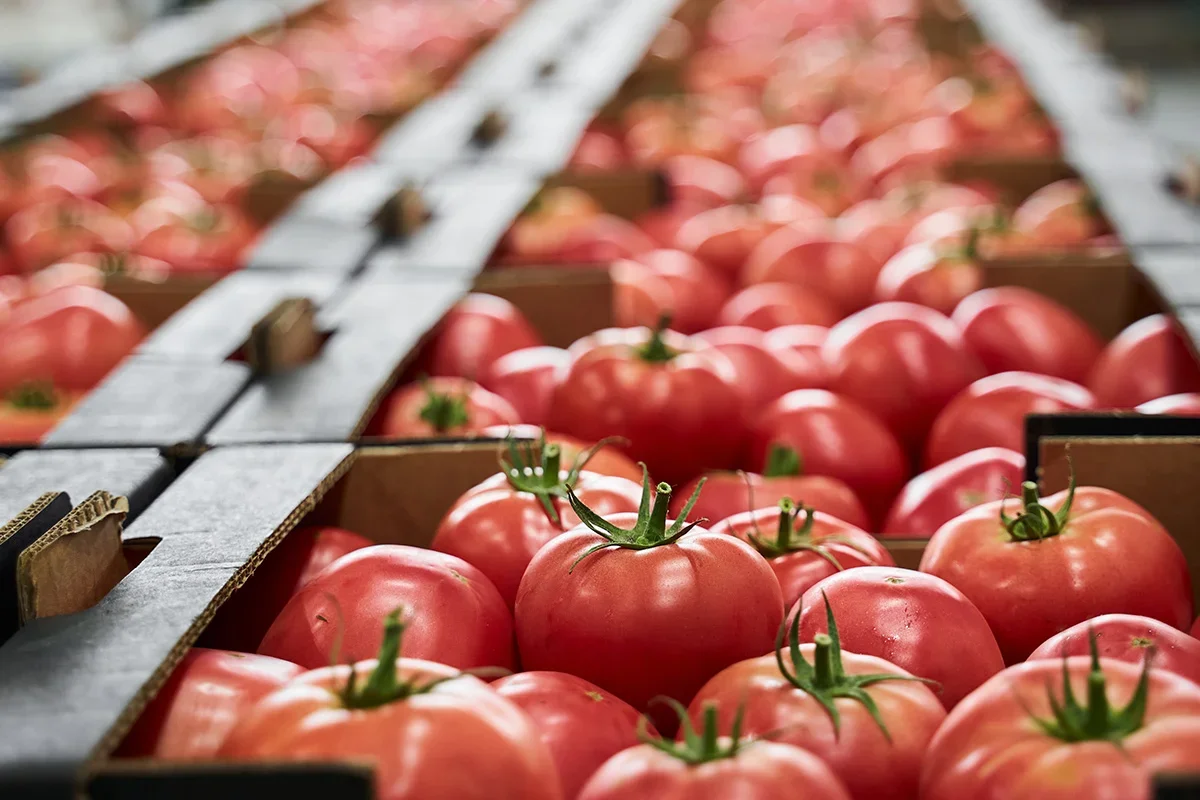 Boxes of ripe red tomatoes ready for distribution as part of a fresh produce product testing programme ensuring consistency, quality control, and benchmarking across crop varieties.