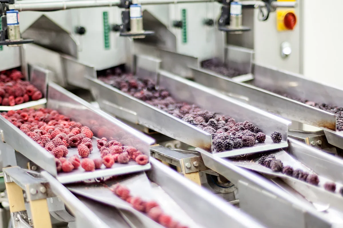 Fresh raspberries and blackberries moving along automated sorting lines as part of a fresh produce product testing programme assessing fruit quality, freshness, and supply chain performance.