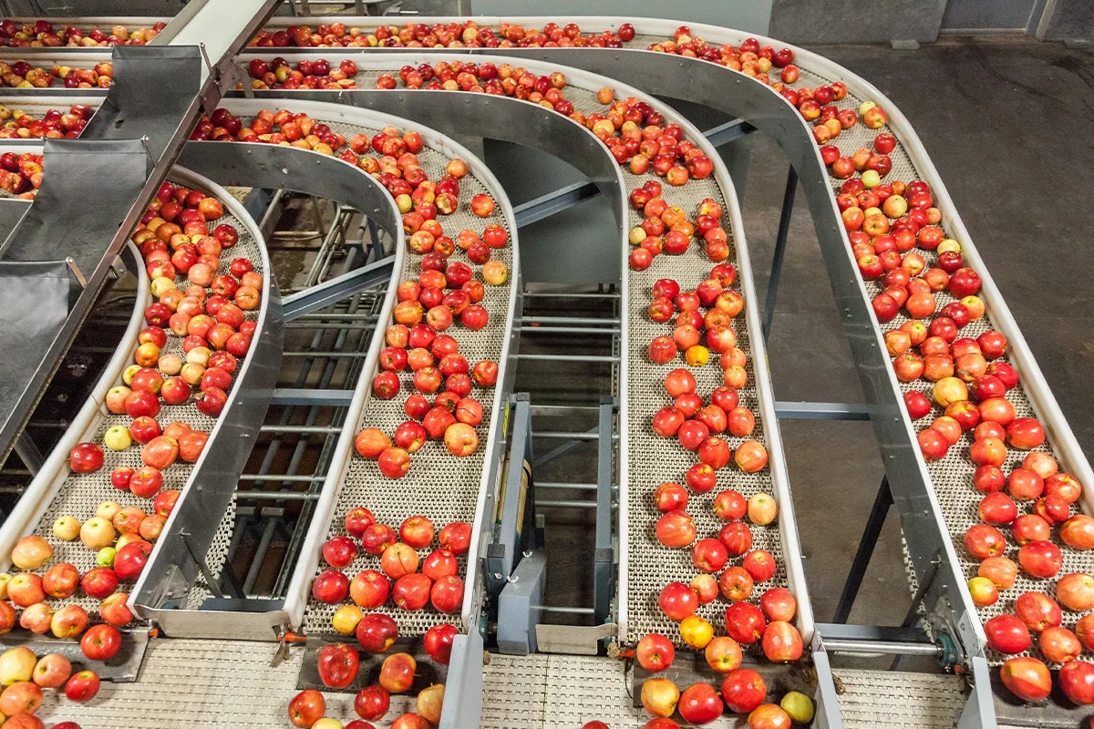 Apples moving along a grading and sorting line as part of a fresh produce product testing programme designed to evaluate quality, freshness, and consistency across supply chains.