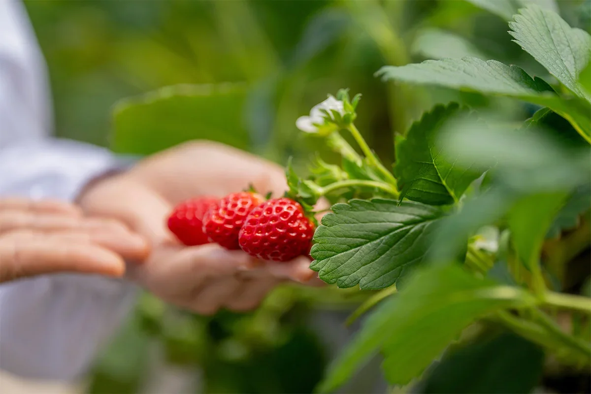 Close-up of ripe strawberries being examined in a greenhouse as part of a fresh produce product testing programme focused on quality, taste, and freshness improvement.