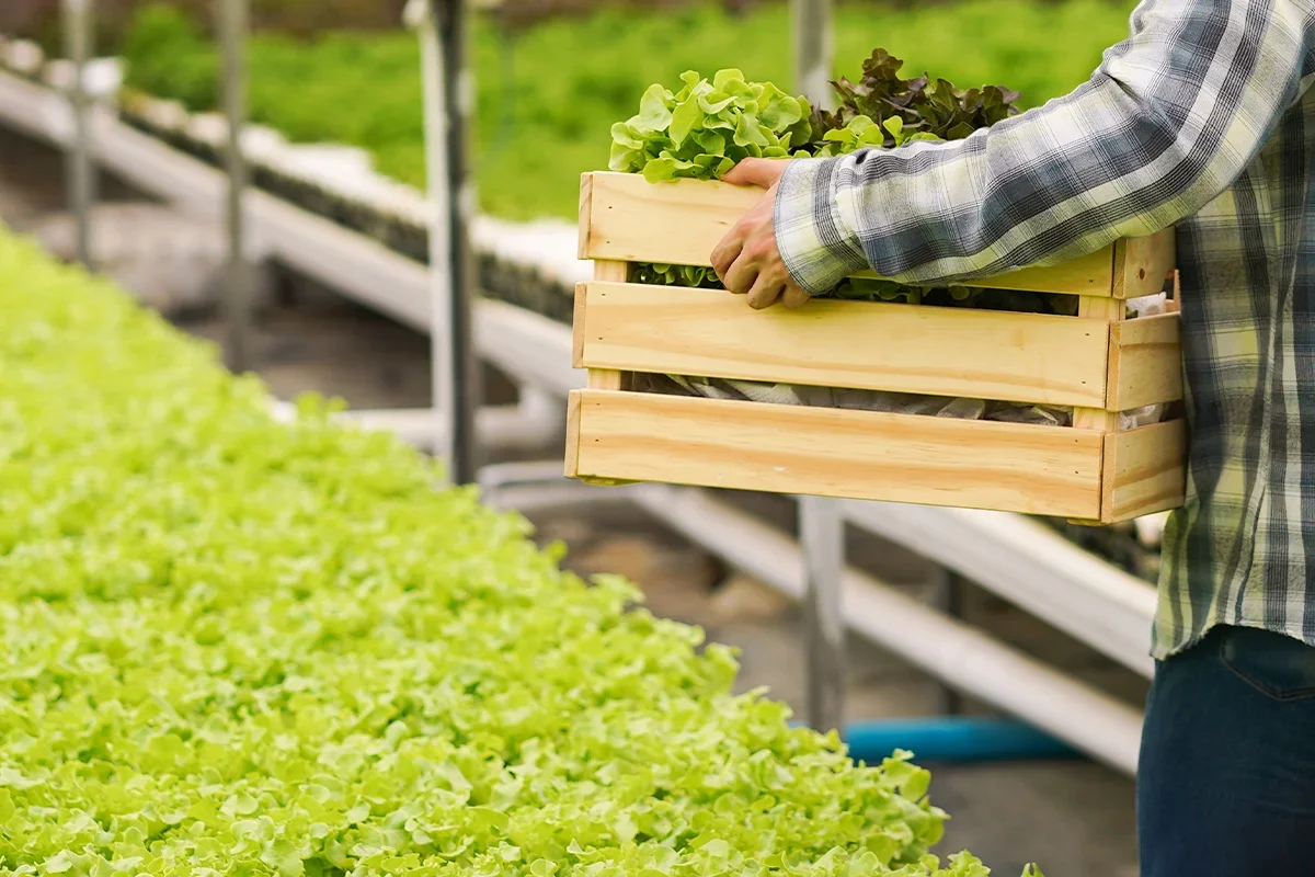 Grower holding a crate of lettuce in a greenhouse as part of a fresh produce product testing programme focused on crop quality, varietal benchmarking, and yield optimisation.