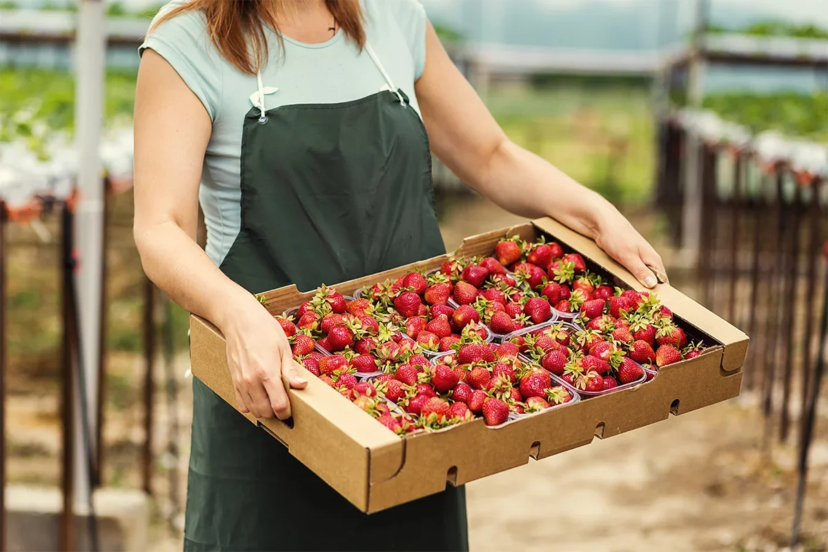 Farmer holding a box of freshly picked strawberries as part of a fresh produce product testing programme designed to measure quality, taste, and consistency from farm to consumer.