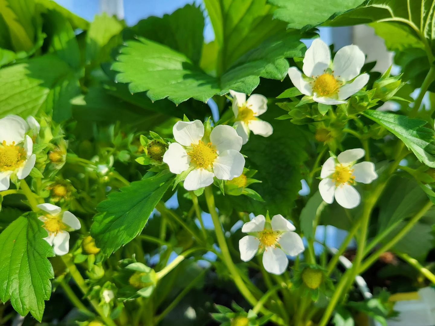 De aardbeien buiten zijn bijna voorbij, over 2 weken zijn ze alweer rijp in de kas! 🤩🍓🍓🍓#zachtfruitkwekerijvanas #westbetuwe