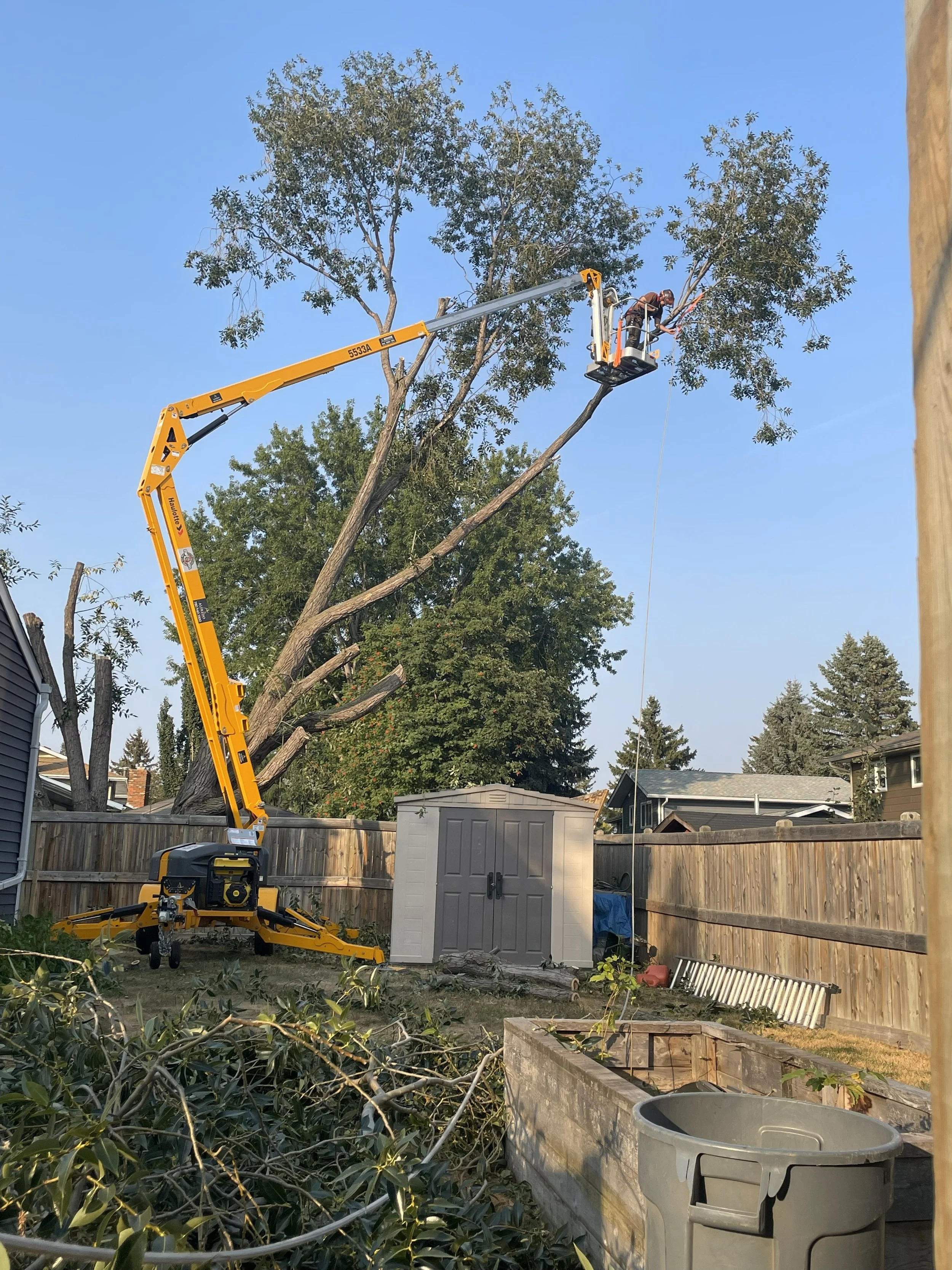 Arborist in a yellow boom lift trimming a tall tree in a backyard