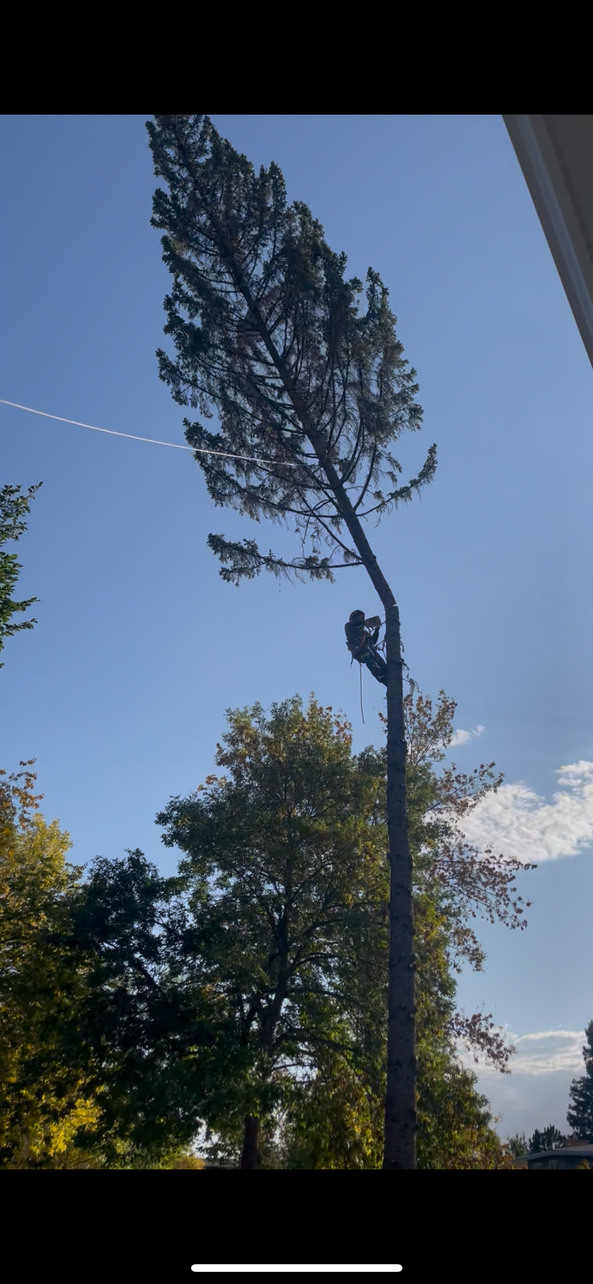 Arborist climbing and sectional felling a tall tree