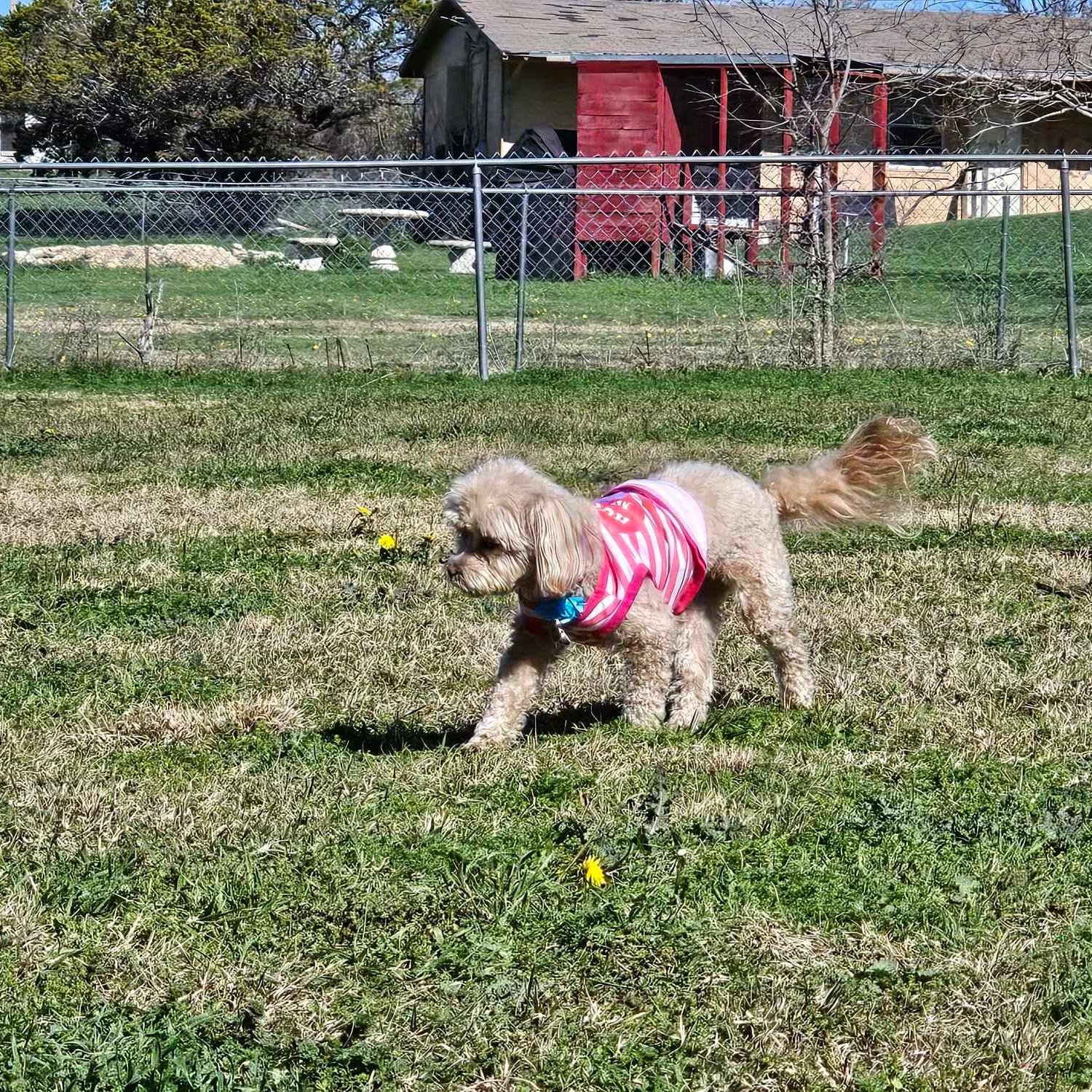 Here&rsquo;s MiaBella enjoying some playtime outdoors! 🌳🐕 

Playing and connecting with nature isn't just fun, it's crucial for our mental and emotional well-being. It reminds us to take a moment for self-care and enjoy the simple things in life. 
