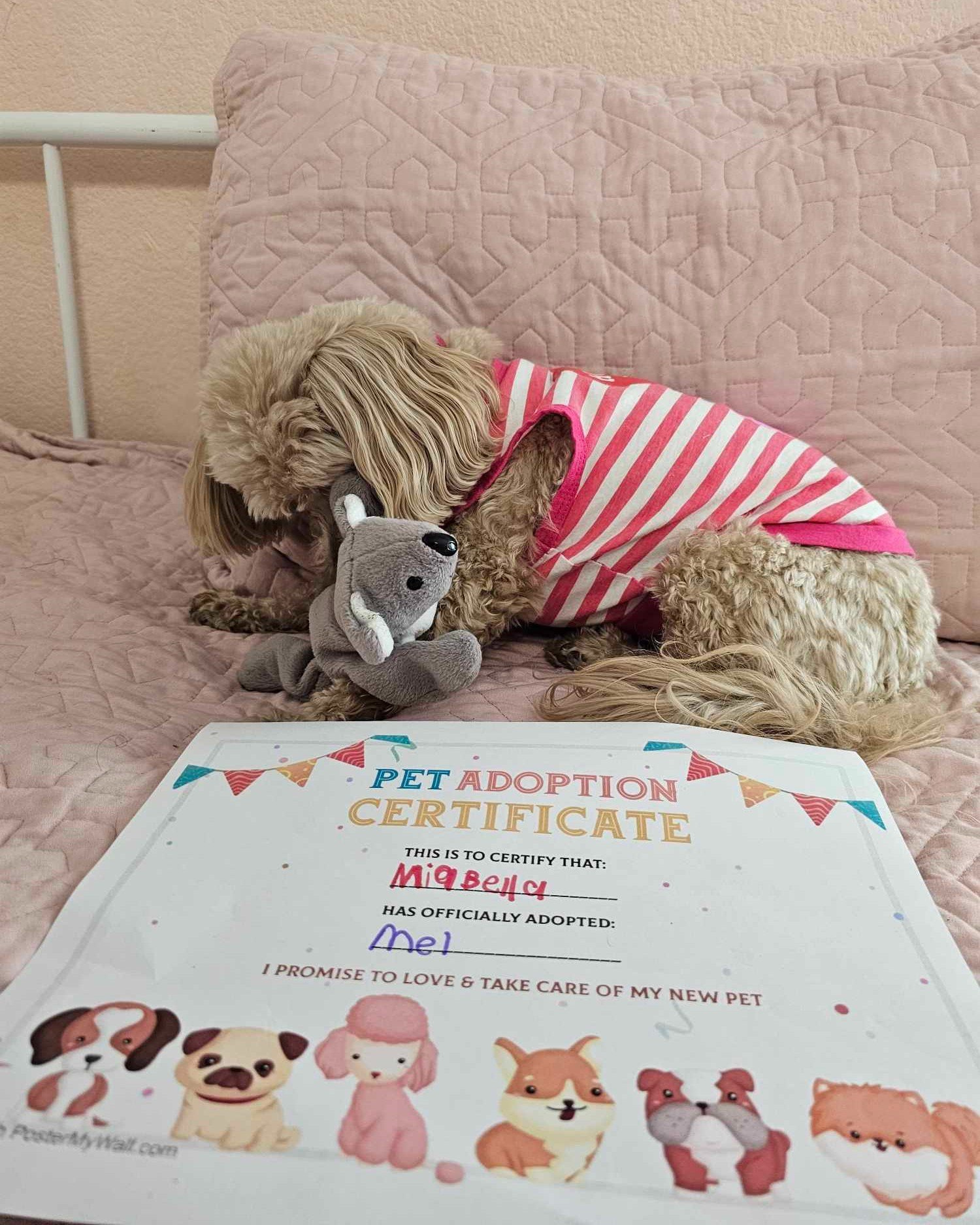 MiaBella has made a new friend, Mel the Koala! 🐨💕 

This adorable duo reminds us of the importance of care, friendship, and having a supportive buddy. 

In therapy and in life, a strong support system can make all the difference. 

Who&rsquo;s your