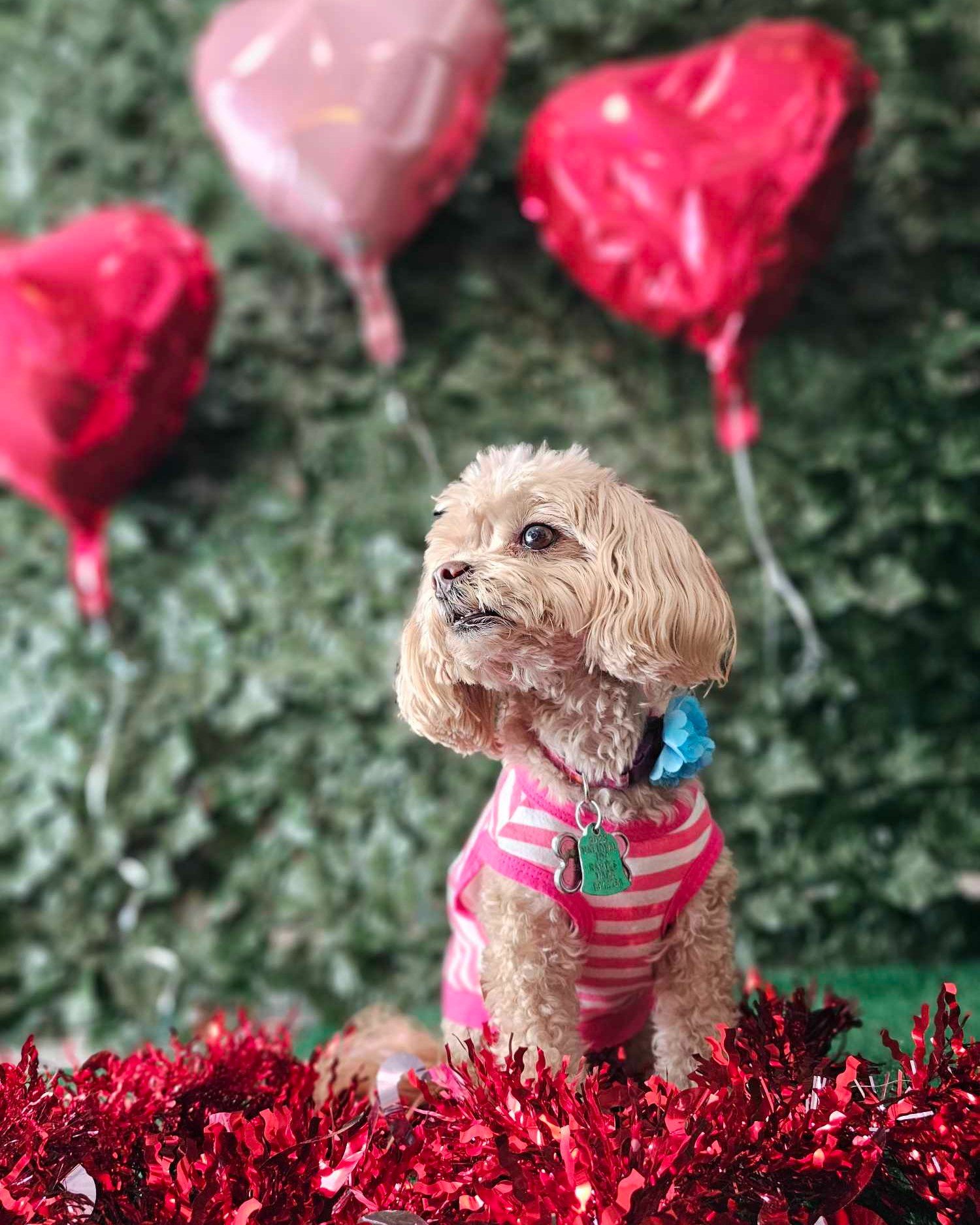 Happy Valentine's Day from MiaBella, our Therapy Dog Extraordinaire! 

Today, she's spreading love and reminding us of the joy and companionship pets add to our lives. Just like in therapy, understanding and compassion are at the heart of every conne