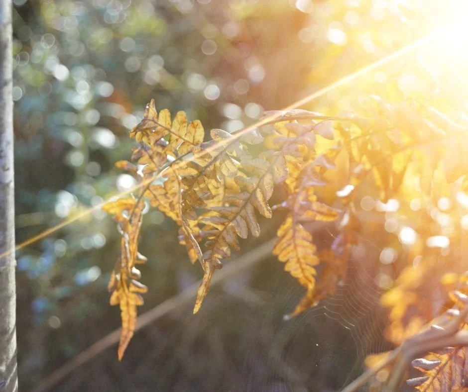 Sunlight filtering through a resilient green plant, symbolizing growth, emotional healing, and the strength found in faith-based therapy.
