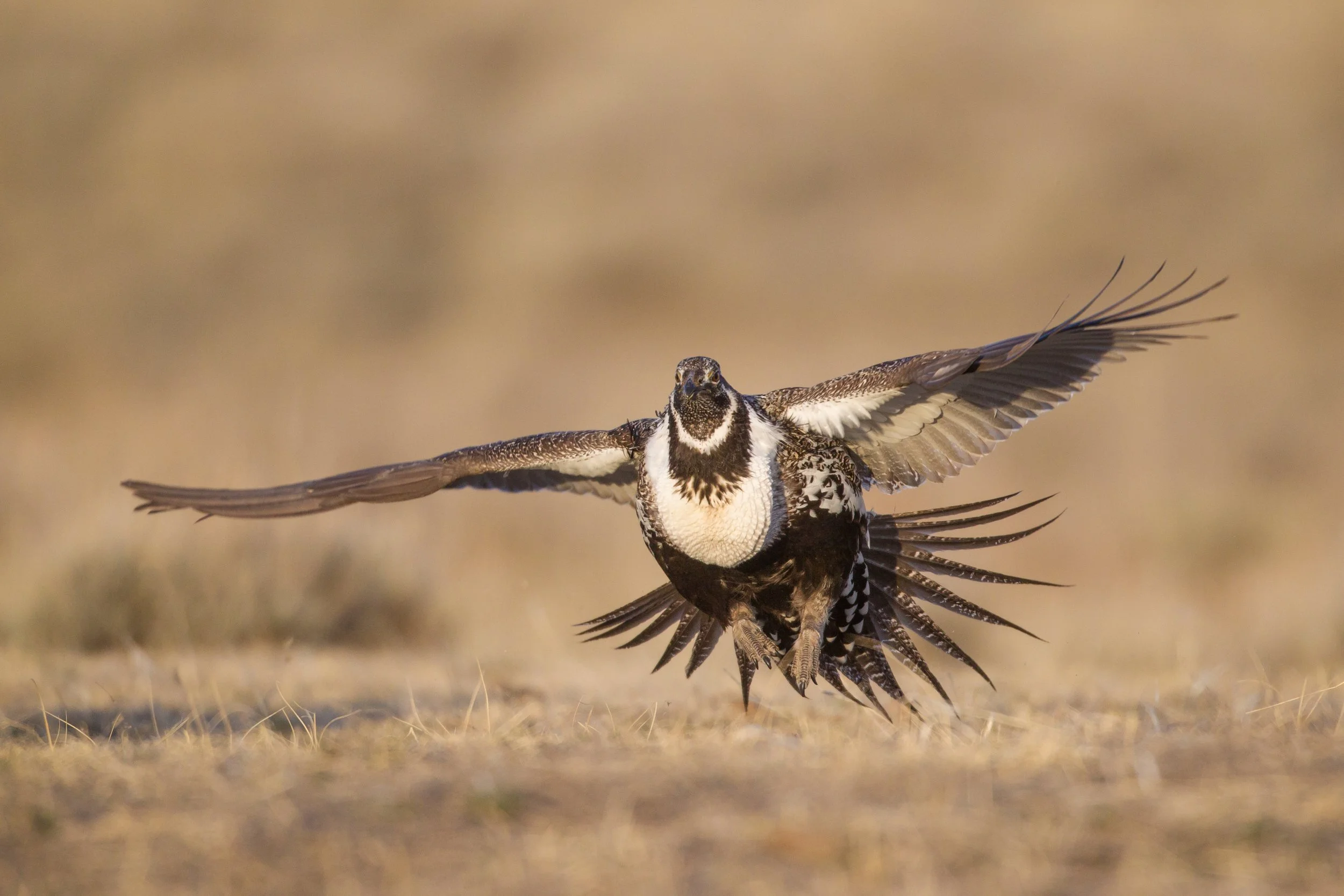 Guided sage grouse hunts in Wyoming
