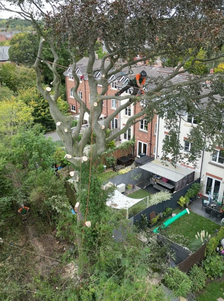 Some more photos of this large Copper Beech removal we recently undertook in Northwich. A challenging removal due to its massive size and tight location. The tree was condemned due to Meripilus, a fungus that destroys the roots over time making the t
