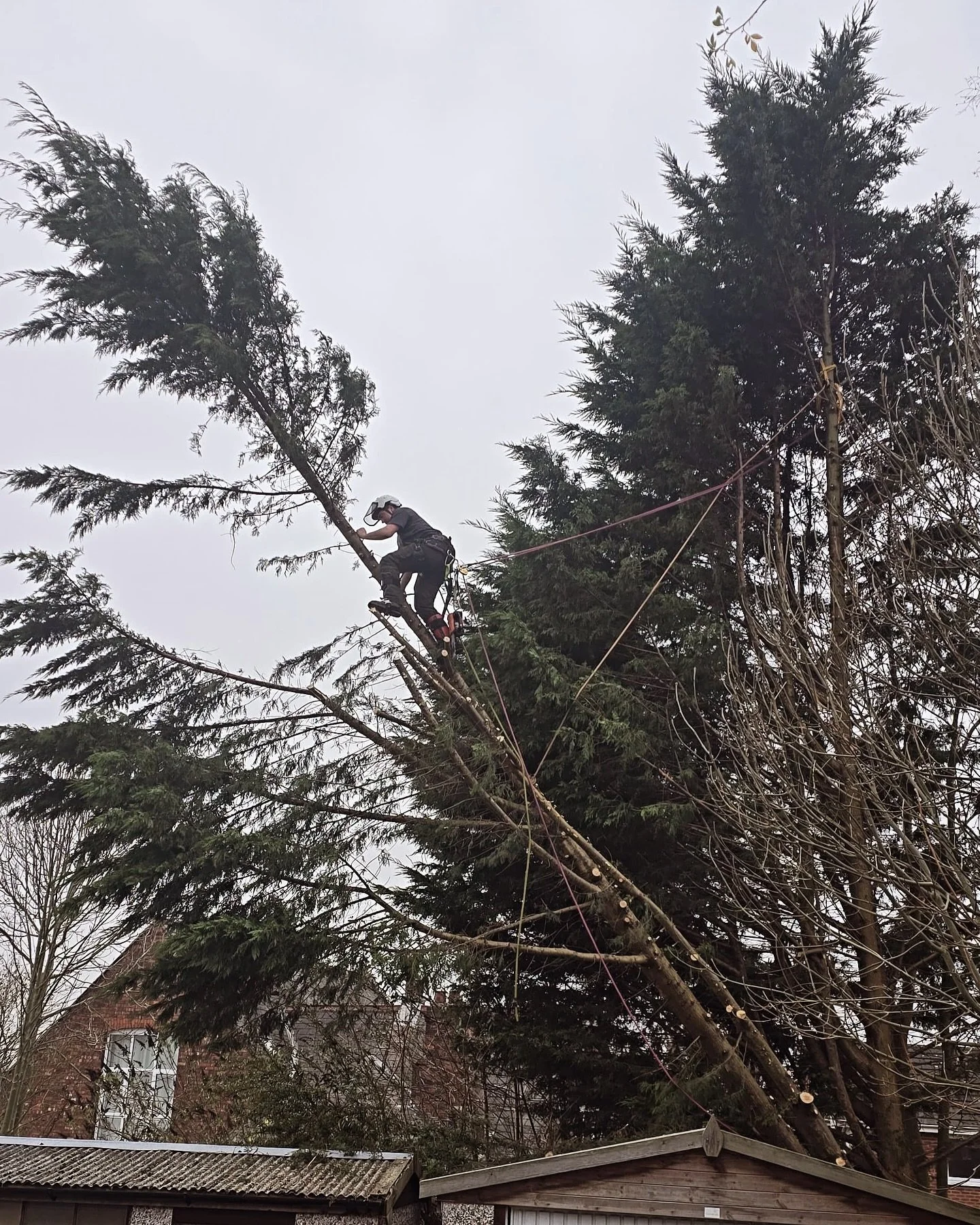 Storm Darragh really did do a number on the local area. The team were called out to dismantle this fallen conifer that had  rested up against garages. We carefully took this apart methodically, removing weight gradually from the base upwards, then se