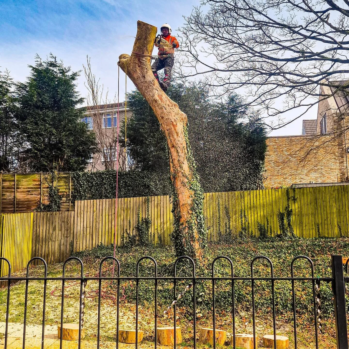 Sycamore takedown by the team&hellip;
Mostly rigged and lowered due to the proximity of the house, the stem was chogged down in sections until safe to fell. Chip removed from site, job boxed in a day. Lovely stuff.
#sycamore #treesurgeon #treecutting