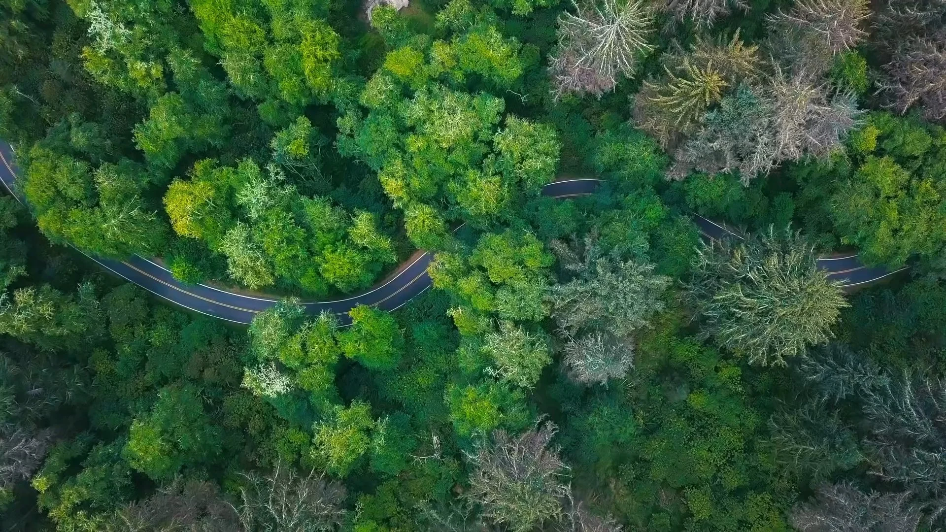 Ruvim_Forest_Road_Still.jpg
