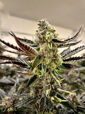 Our Strains — Kootenay Cultivar