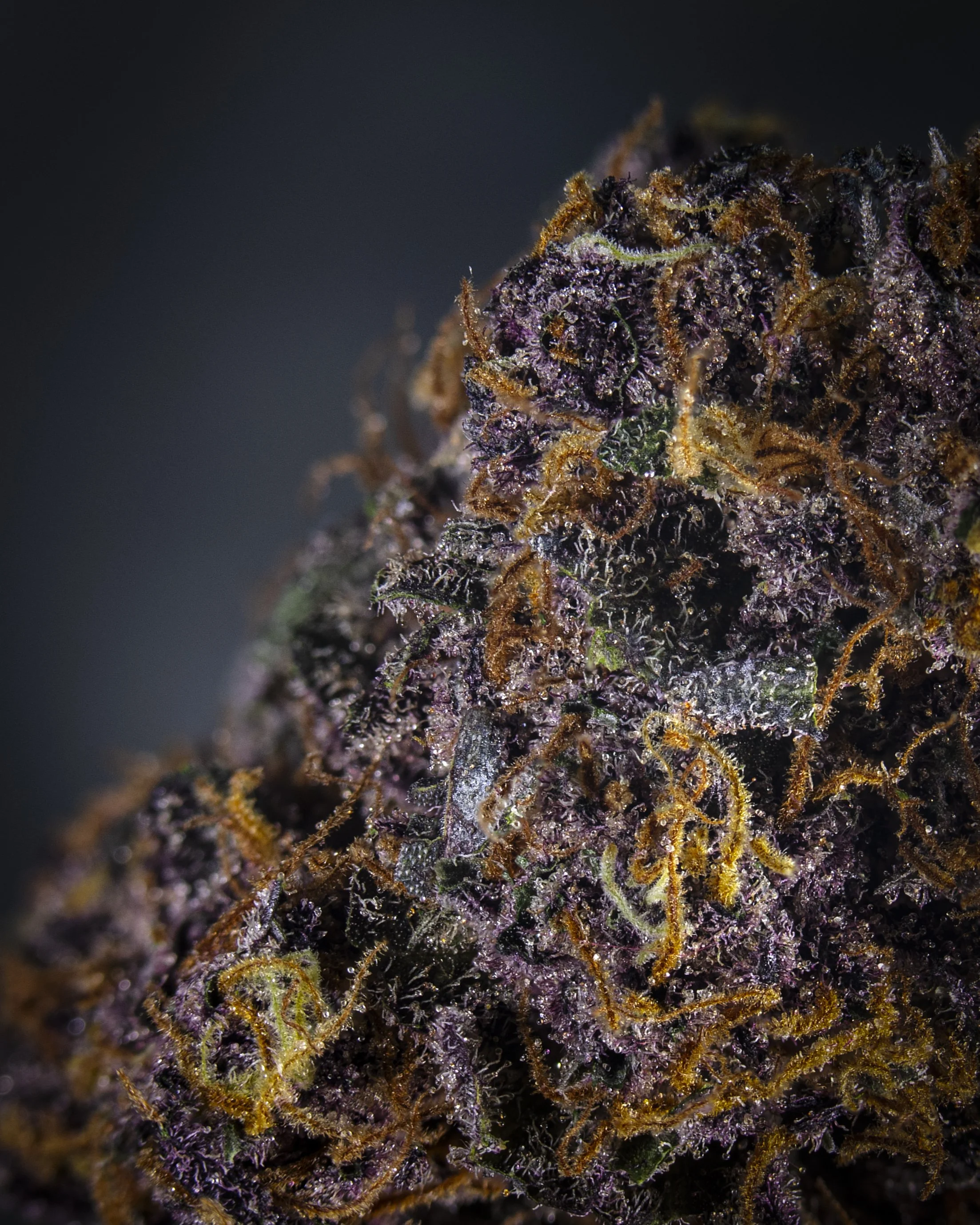 KC_Petal Perfume_trichs (1).jpg