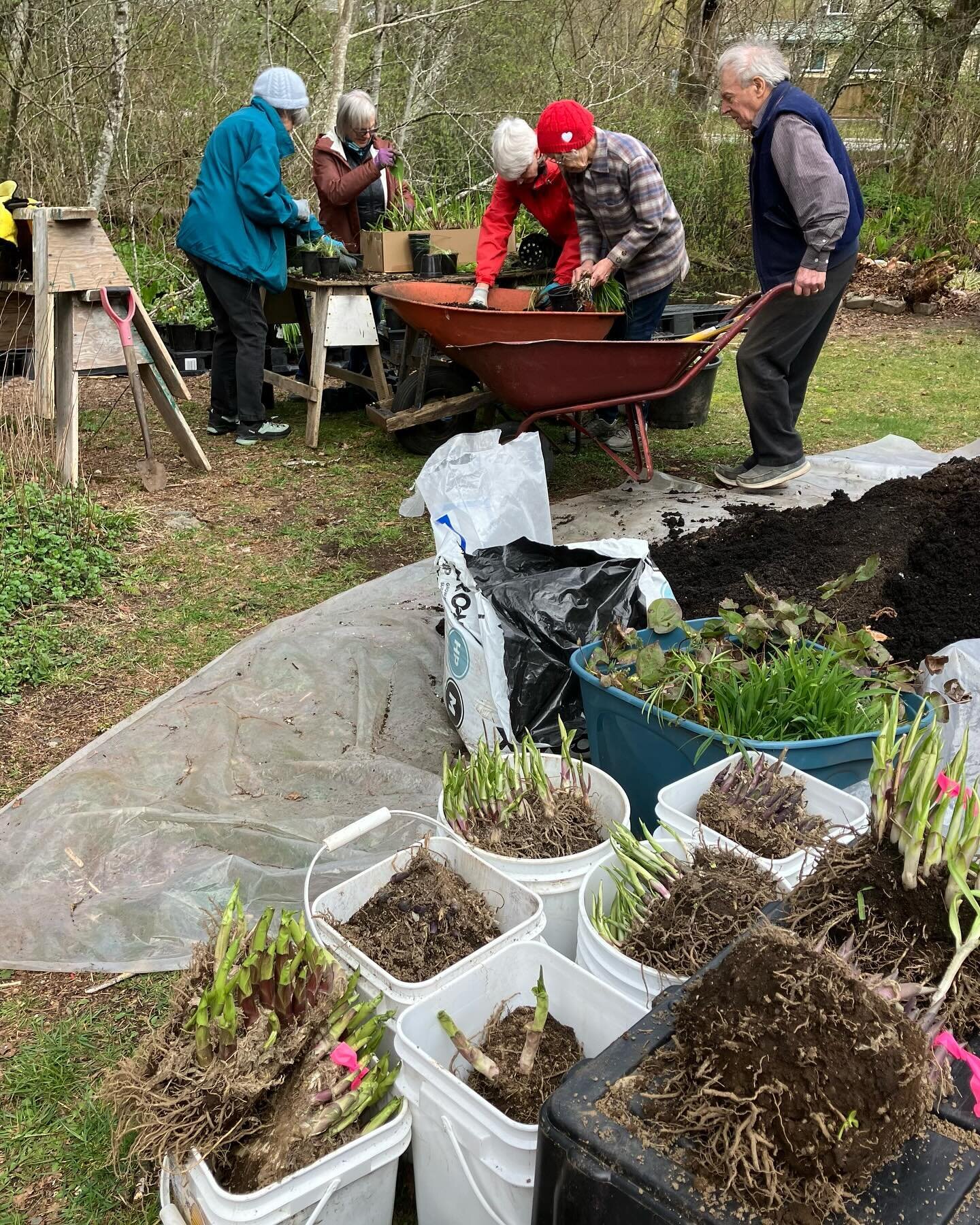 Yesterday&rsquo;s #planting bee extravaganza had such a great turnout of #plantsale #volunteers we had to add extra #potting stations including a wagon! Donations of over 2 truckloads of #perennials &amp; herbs kept us potting up overtime! #springpla