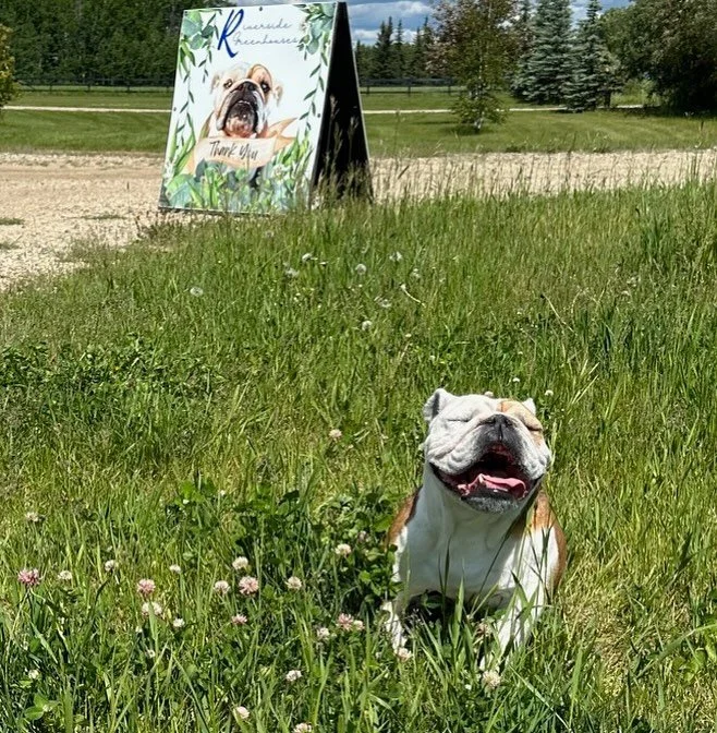 It&rsquo;s 38 degrees inside the greenhouse, my till is in the fridge, and Lola is the happiest little girl you ever saw.  Closing at 5 😎