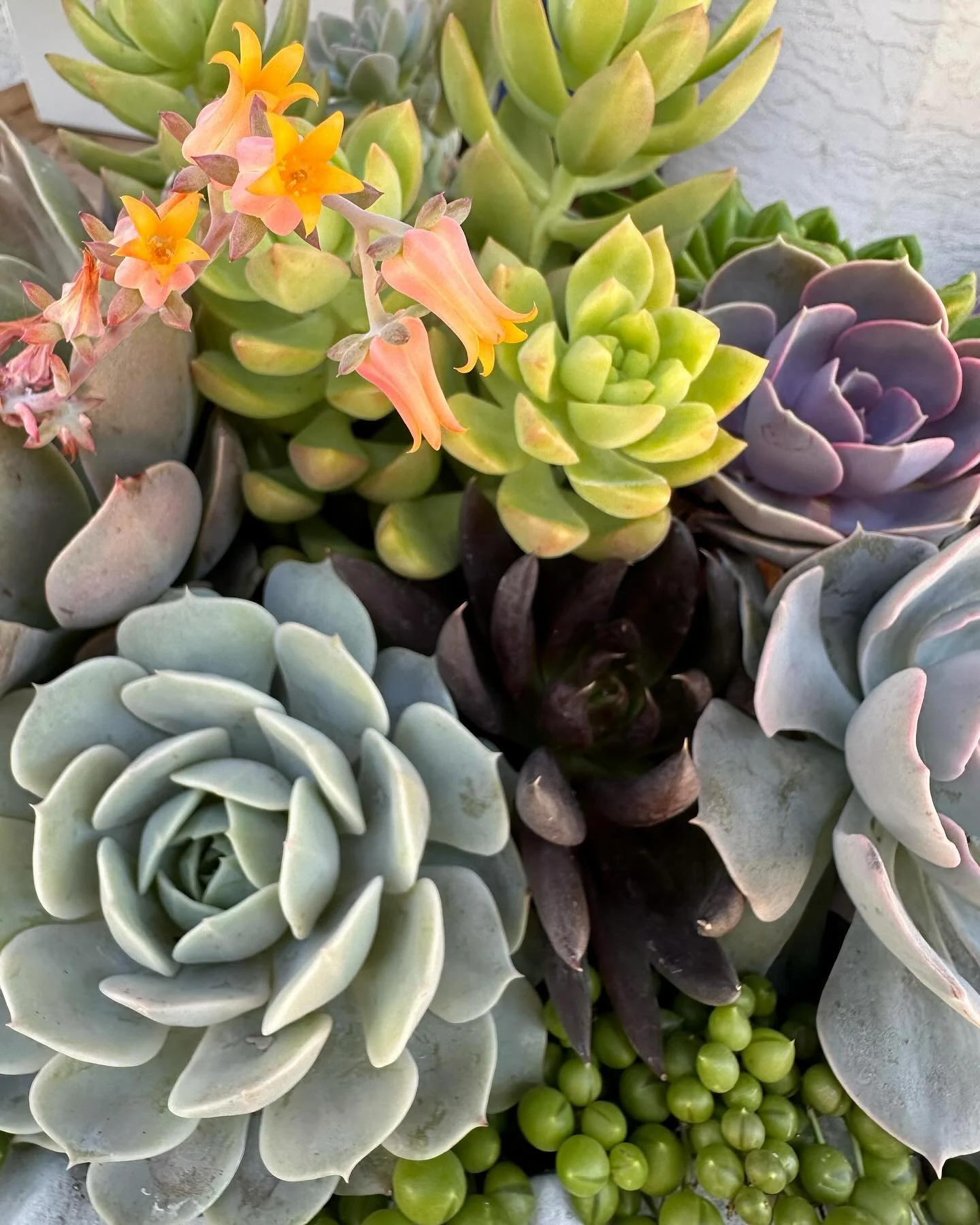 The succulents are loving this heat!  Reminder to water your planters and baskets in the morning or evenings during this intense heat.  Add some fertilizer and everything is sure to have a massive growth spurt! ☀️