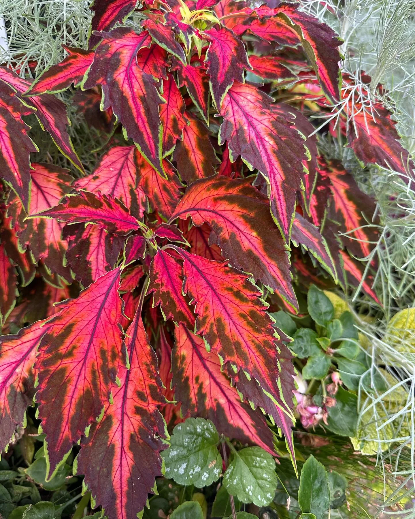 Coral Candy Coleus.  This beauty stands strong as my favourite 2 years in a row.  I&rsquo;ve put it in my window box along my front step and she&rsquo;s a beauty!