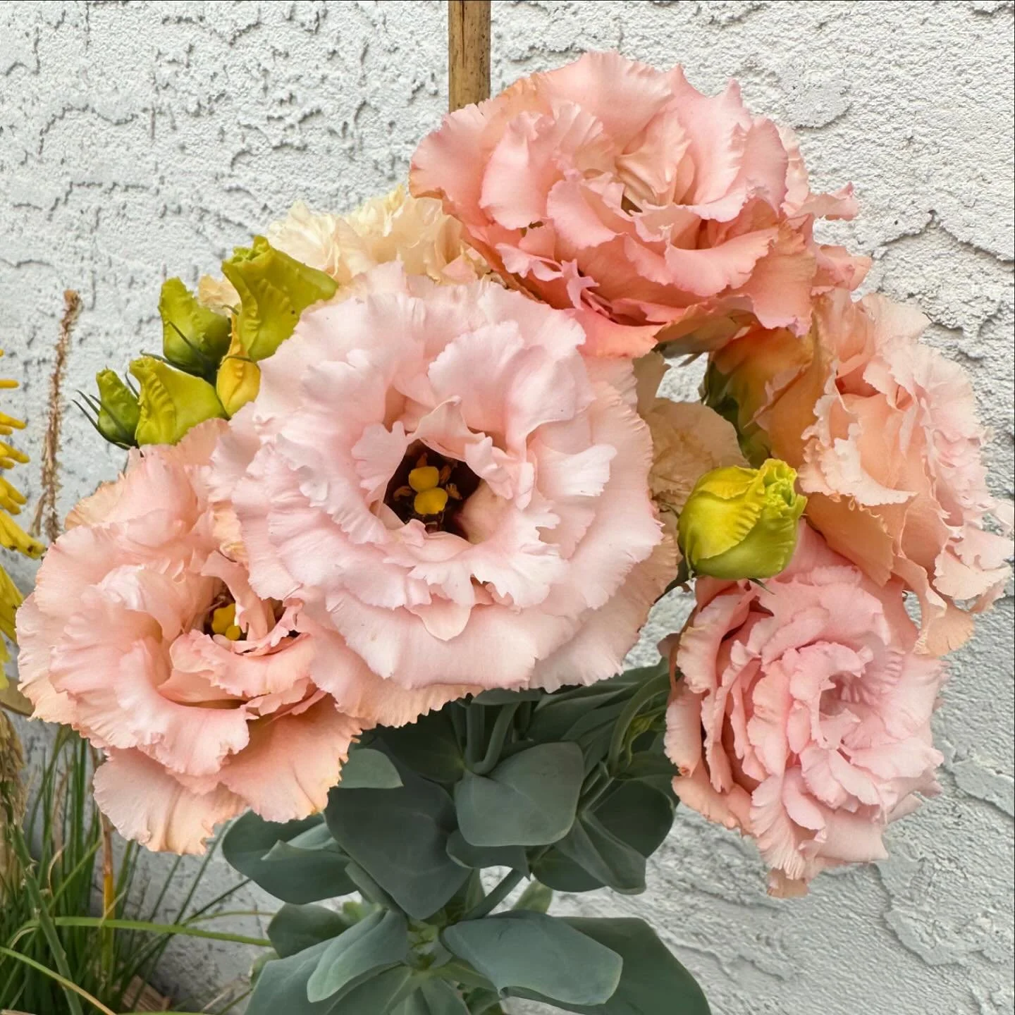 Lisianthus.  No trouble, no fuss, totally worth it!  Loads of buds still to open.  Feature colour &lsquo;Apricot&rsquo;