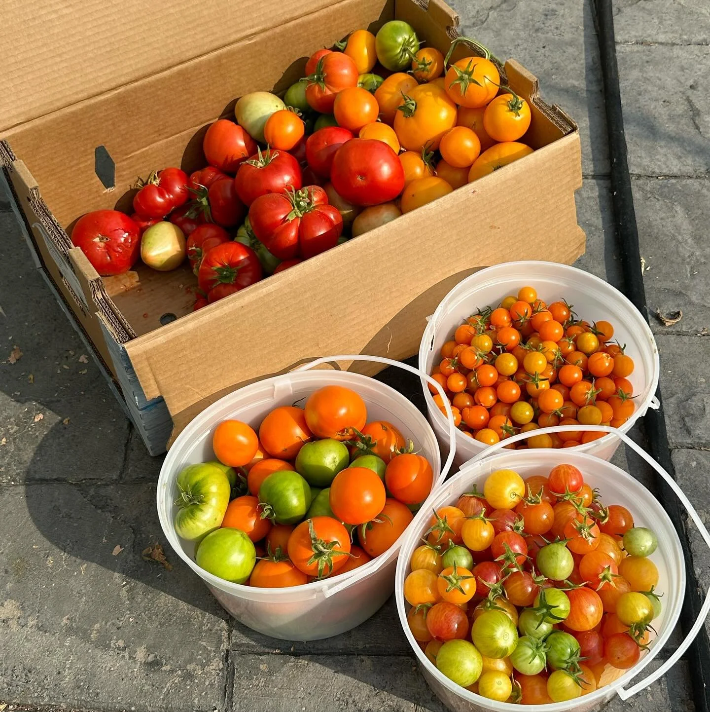 🍅 🍅 How is everyone&rsquo;s tomato harvest?  I had 2 plants each sungold, red delicious, tropical sunset, chefs choice orange and lemon boy.  I usually roast and puree for sauce, but this year it will be salsa! 💃🏻