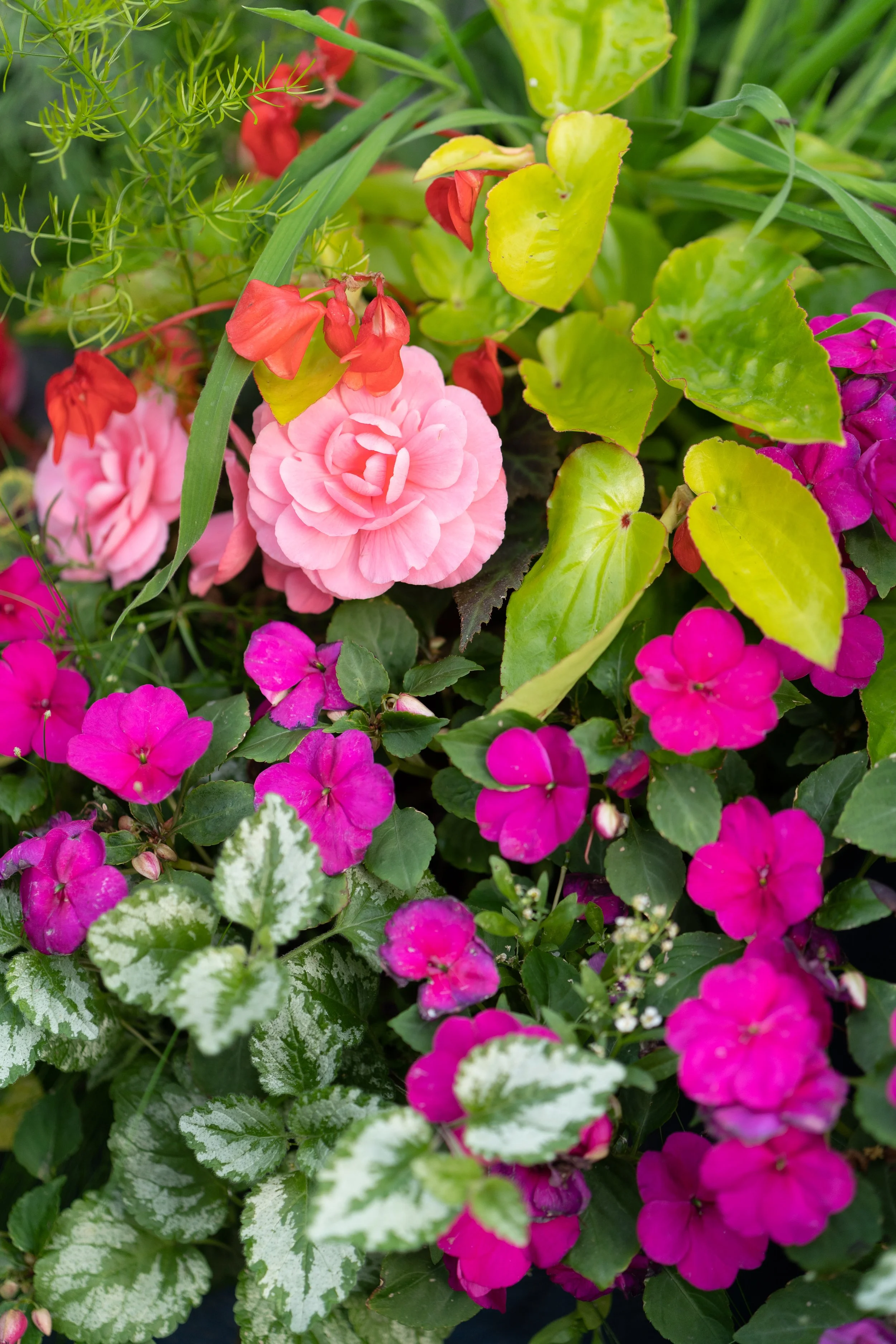 Greenhouse-Family Photos-62.jpeg