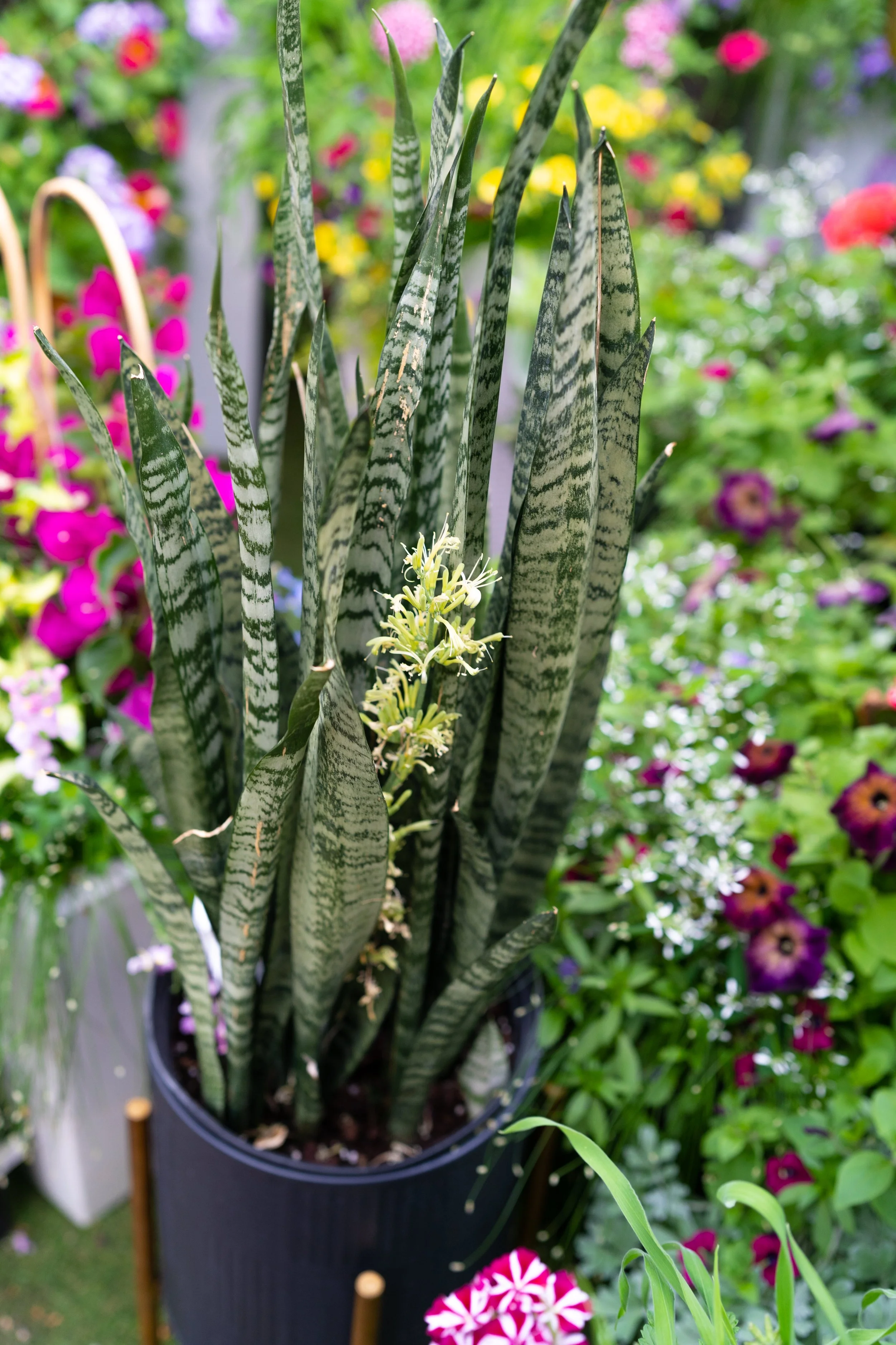 Greenhouse-Family Photos-63.jpeg