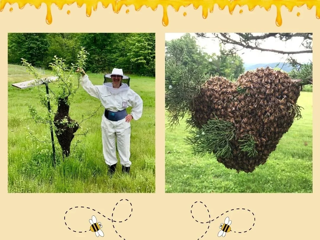Buzzing Success: The Wonders of Honey Bee Swarming