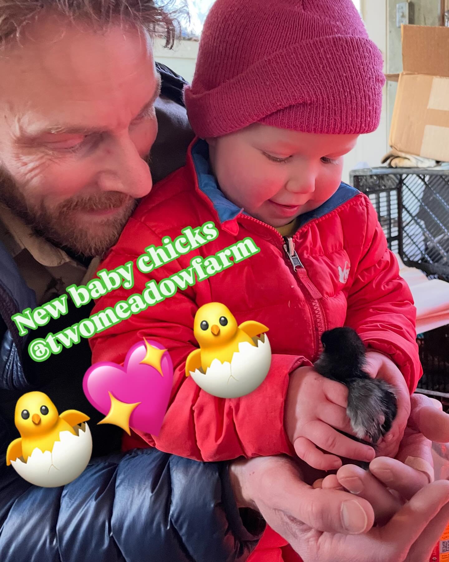 Our little farm girl meeting the new baby chicks! 🐣 so much cuteness 🥰😖😍
We&rsquo;ll have lots of eggs this Fall 🥚