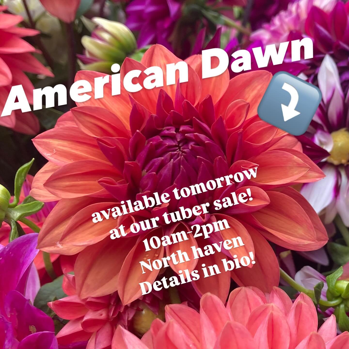 Tomorrow, May 3!! 10am-2pm
Details in bio 

157 upper state street
North Haven, CT

Love to share our dahlias with you and your garden this season 🌱 🌺 
20+ varieties available 
$8 each or 10 for $60 
Mystery grab bags &mdash; 5 tubers for $25

Park