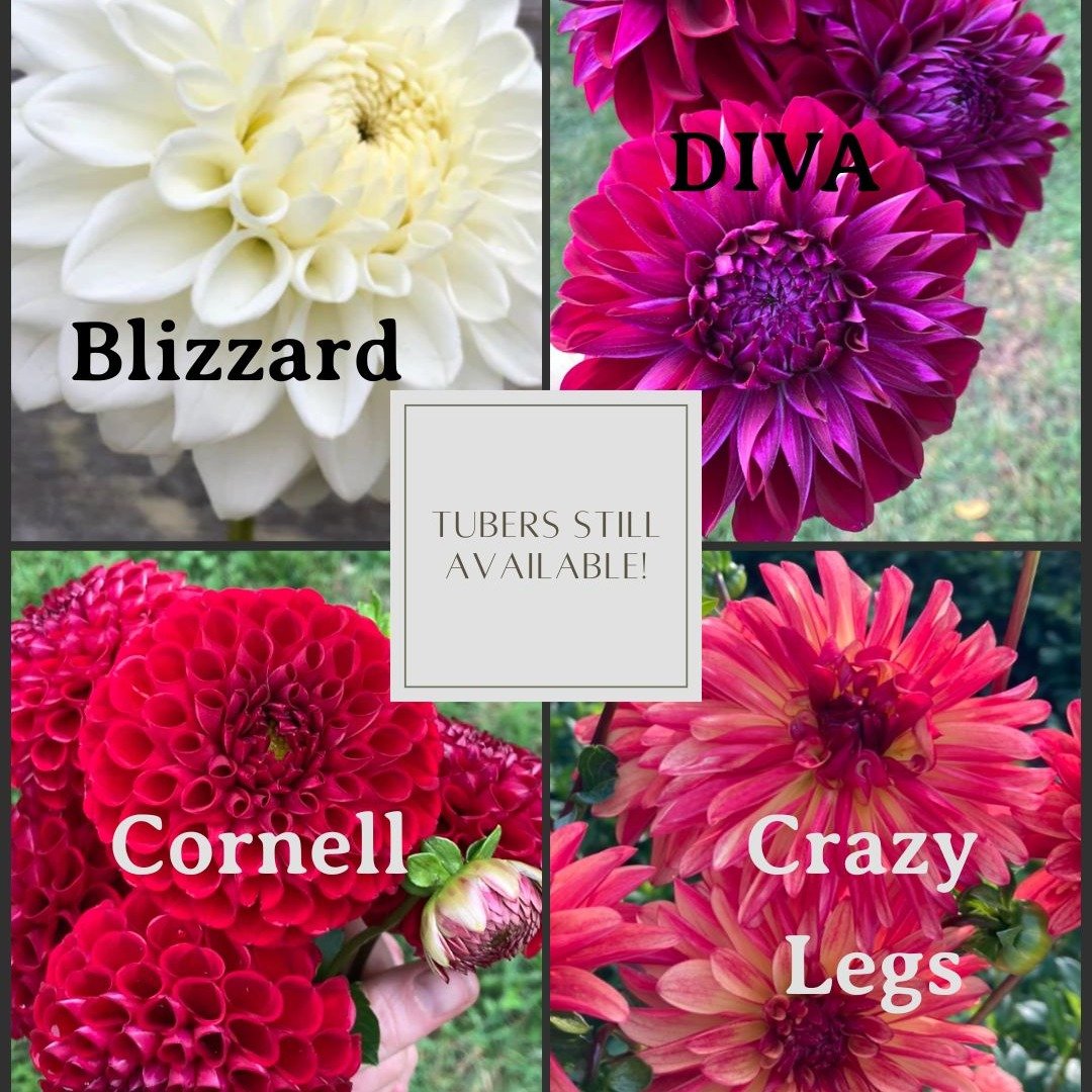 Dahlia tubers still available! Add some extra sparkle to your garden this season. DM with variety and quantity --&gt; Pickup @twomeadowfarm 
$8 / tuber or 10 for $60. 

Happy Gardening 😍 🌱  #northhaven #buylocal #ctgrown #newhavencounty #newhavenct