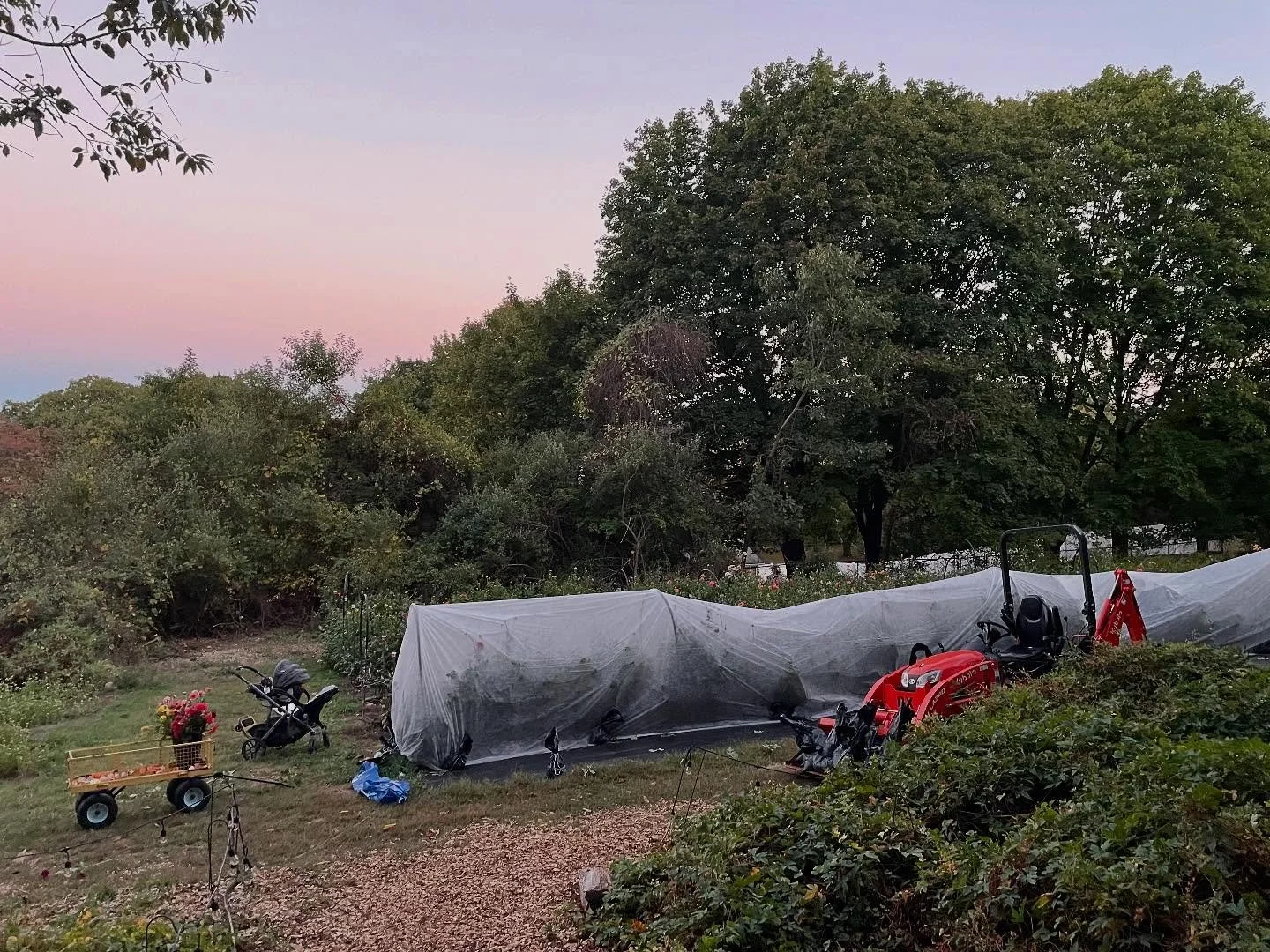 Working like wild  today to harvest flowers for what may be the earliest frost I&rsquo;ve had in my 15 years farming&hellip; 
I&rsquo;ve learned sometimes it&rsquo;s worth doing the crazy thing&mdash;&mdash; We covered some beds of dahlias in hopes ?