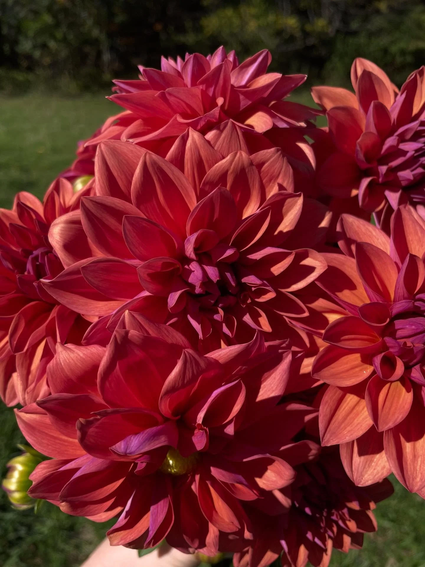 American Dawn really having her moment 🤩 ❤️ 
She sure is worth the wait 🤤 🌅