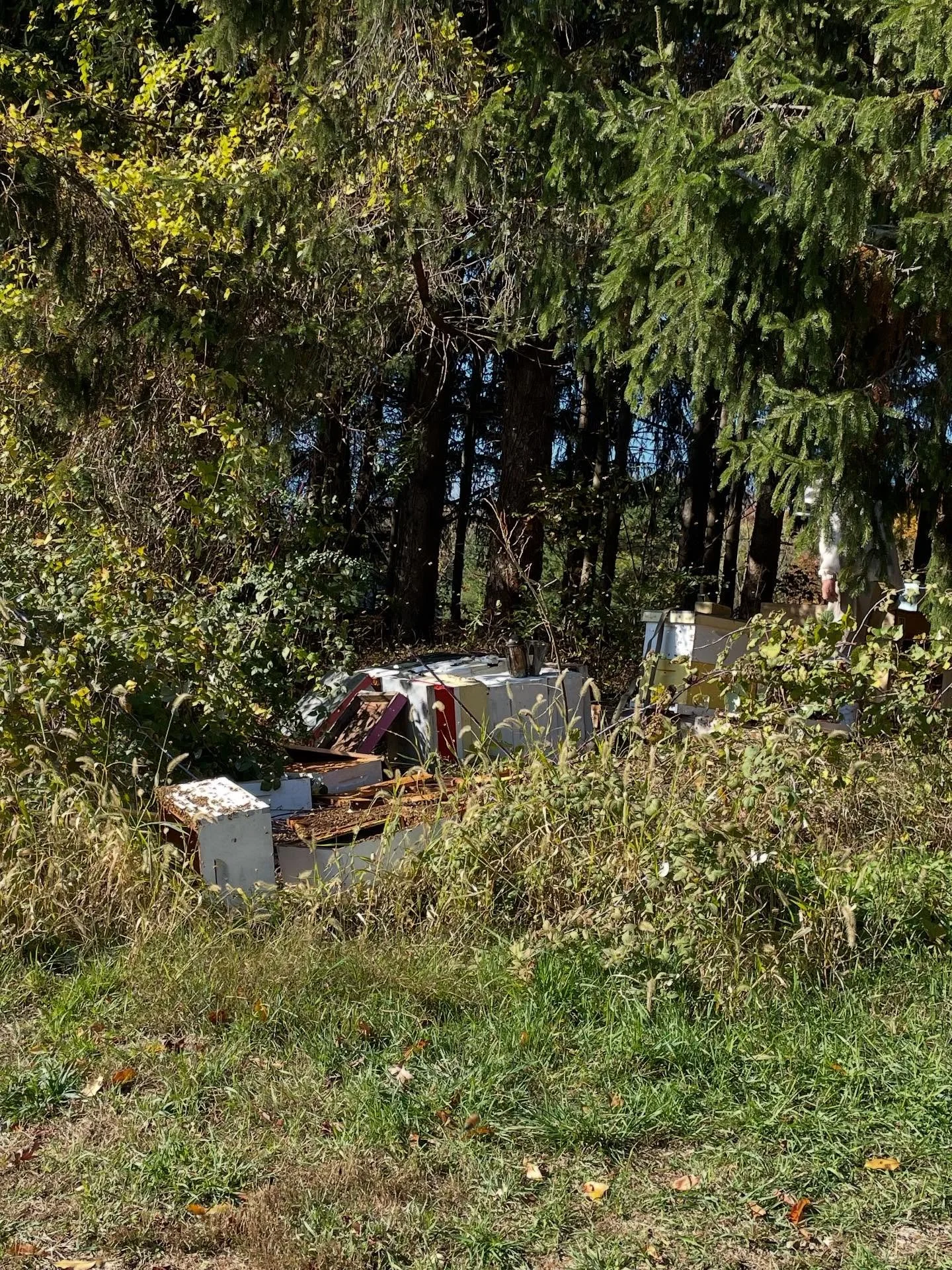 🐻 🍯 oh no! We had a big visitor to the hives last night&hellip; black bear had a midnight honey snack