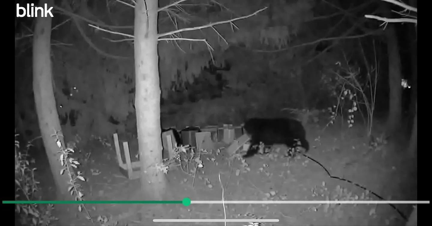 Bear came back&hellip; honey was too good to pass up &hellip; also decided to visit our door!