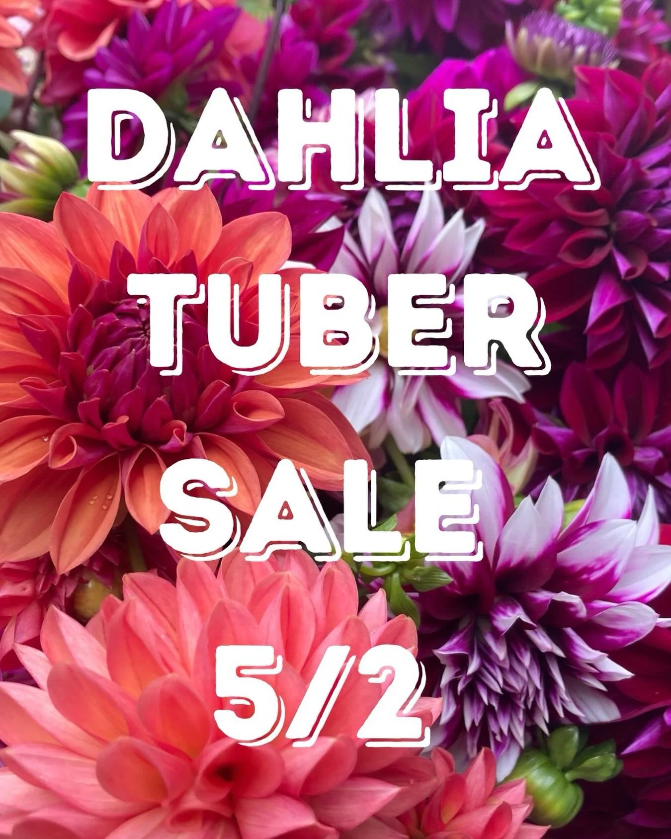 Dahlia Tuber Sale&mdash; Saturday, May 2 from 10am- 2pm 
@twomeadowfarm 
25+ varieties all grown here in CT. Joining the sale this year: @offcenterfarm with some of her gorgeous blooms 🌺 ✨ 

Family friendly! Come say hi to the 🐓 😊 

157 upper stat