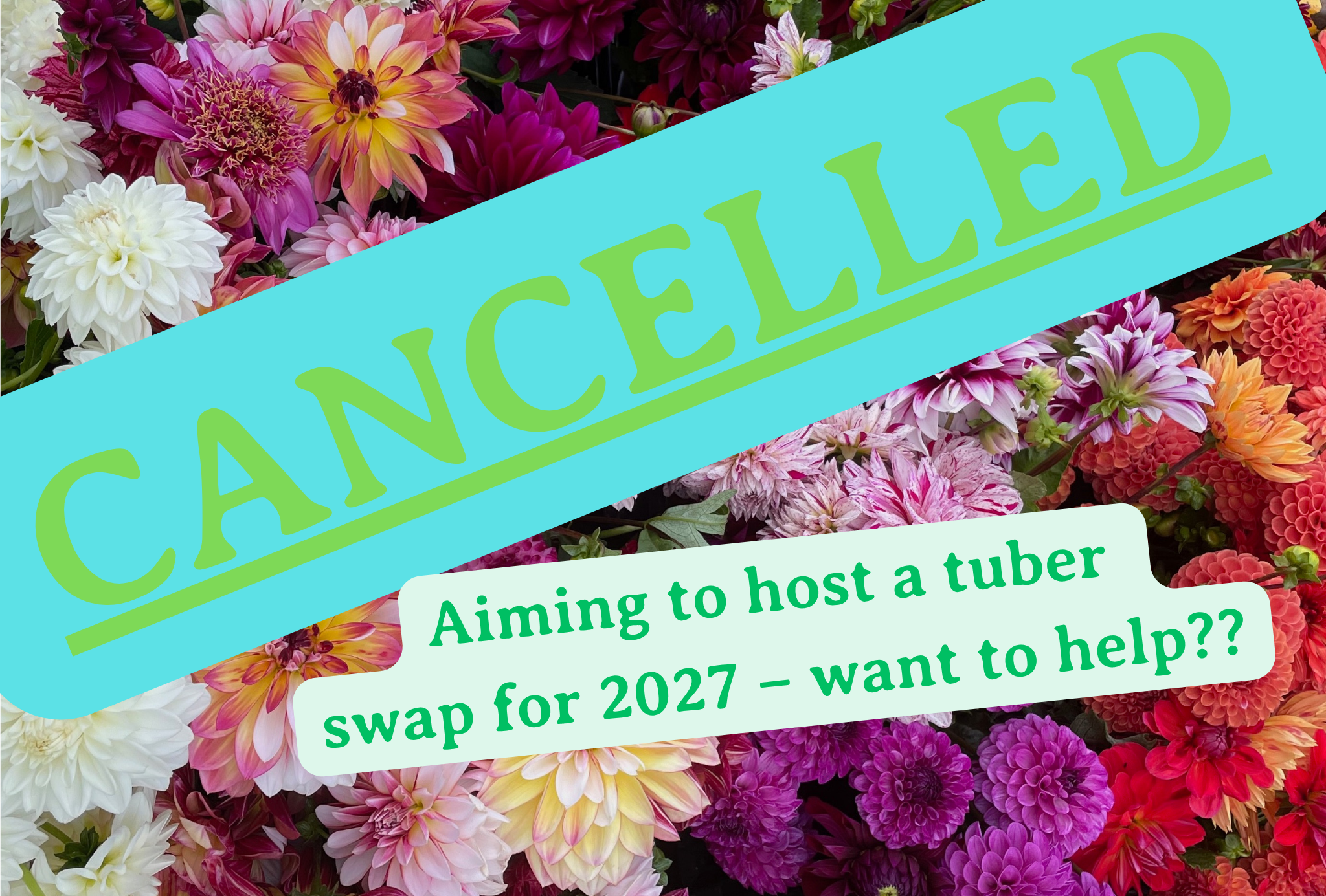 Dahlia Tuber Trade
