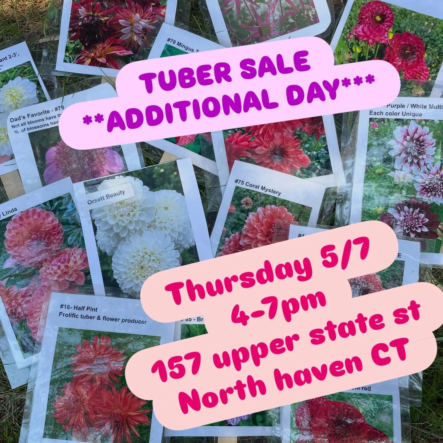 We&rsquo;re back for an encore!! Swing by @twomeadowfarm  THIS THURSDAY 5/7 from 4-7pm 
$8/ tuber or $75 for 10 🥔 🌺 

Also find my tubers Friday and Saturday 5/8&amp;9 @commongroundct 

#northhavenct