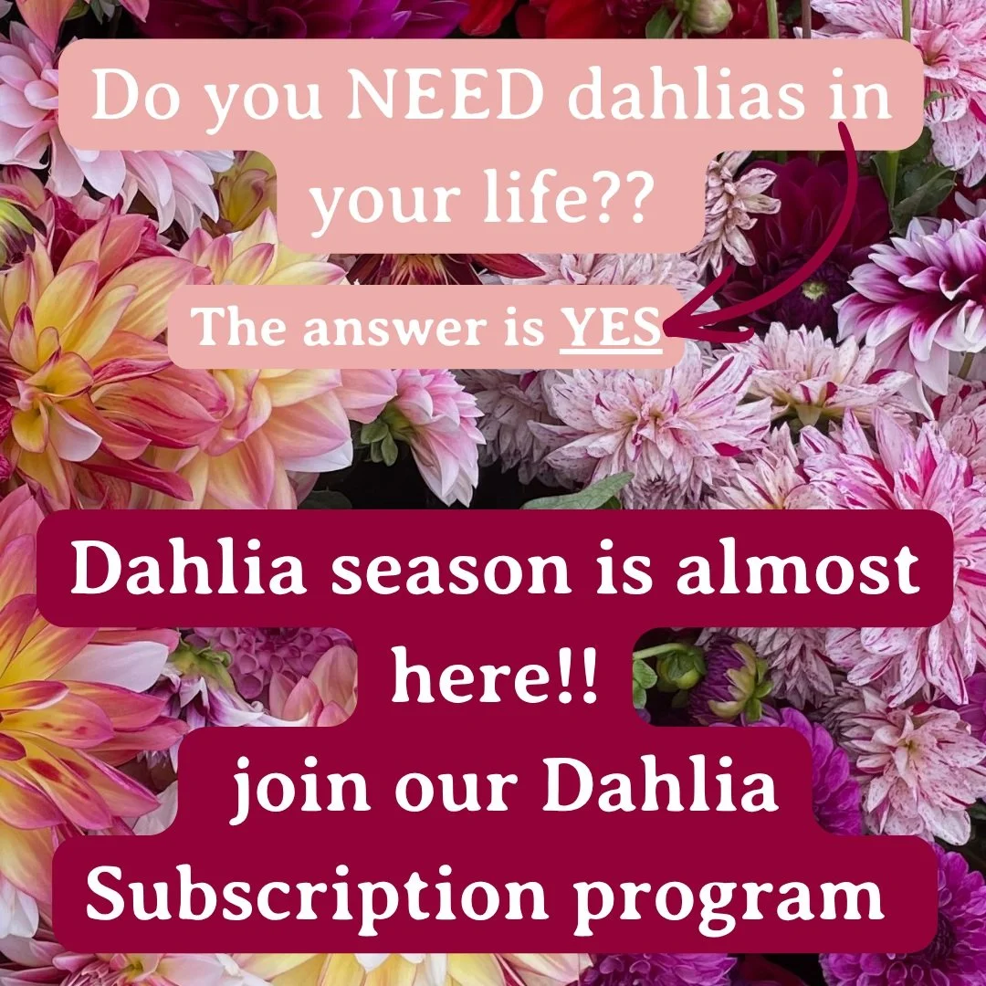 Dahlia season is nearly here! Join our Dahlias subscription program and you'll add these beauties to your home each week for 8 weeks! 

Pickup in New Haven @eastrockbeer or @twomeadowfarm 

Link in Bio

#northhavenct #newhavenct #eastrock #newhavenco