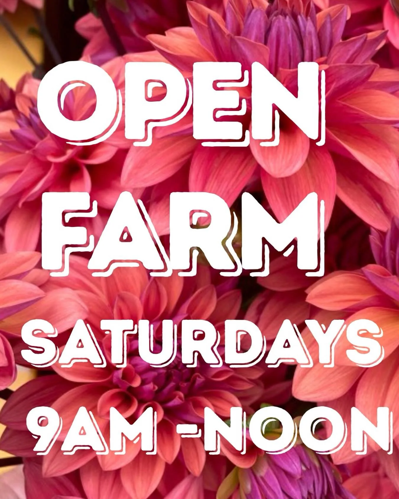 It&rsquo;s dahlia season!! Don&rsquo;t miss your chance to enjoy the magic. Come by @twomeadowfarm this Saturday!!
September 5- October 10th every Saturdays from 9am-12.
Stroll the dahlia fields and enjoy a morning on the farm with us. Family friendl